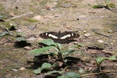 Metamorpha elissa