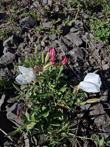 Oenothera tetraptera, photograph 5