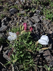 (c) Jose Manuel Ramos Martinez, some rights reserved (CC BY) Oenothera tetraptera, photograph (c) Jose Manuel Ramos Martinez, some rights reserved (CC BY)