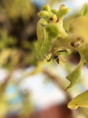 Chrysodeixis chalcites