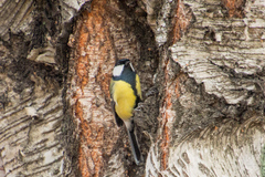 Parus major