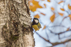 Parus major