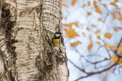 Parus major