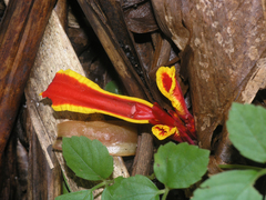 Etlingera megalocheilos
