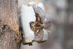 Passer domesticus