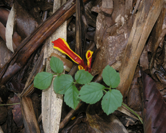 Etlingera megalocheilos