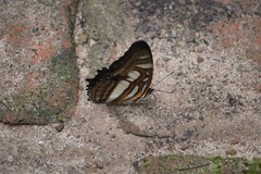 Metamorpha elissa