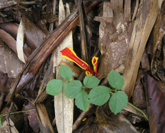 Etlingera megalocheilos