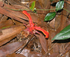 Etlingera megalocheilos