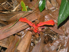 Etlingera megalocheilos