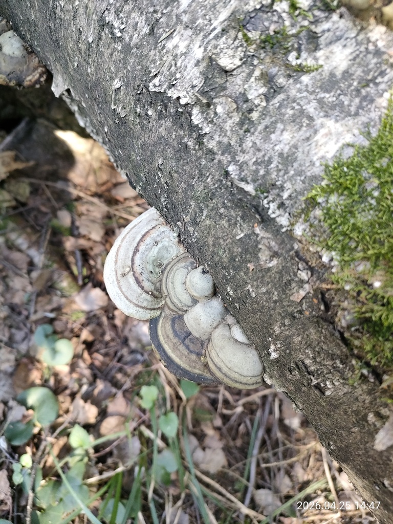 Fomes fomentarius · April 2026 · photo: © corporal-natural (iNaturalist, cc0)