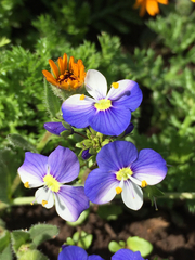 Veronica syriaca