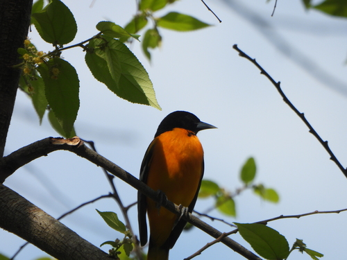 Baltimore Oriole