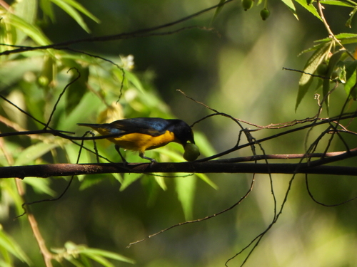 Yellow-throated Euphonia