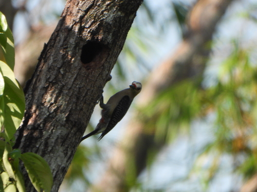 Golden-fronted Woodpecker