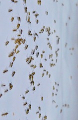 Cricotopus sylvestris