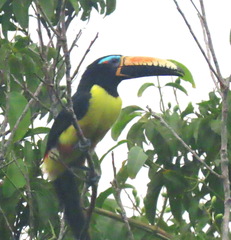 Pteroglossus inscriptus