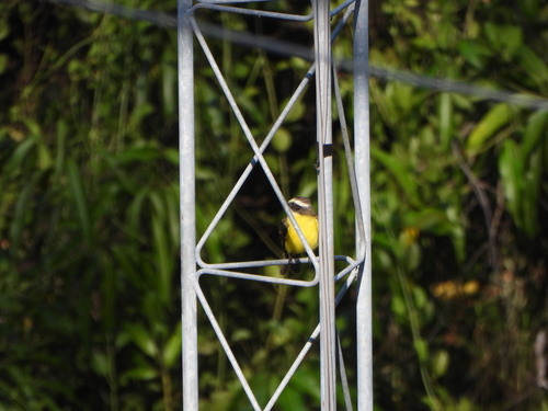 Social Flycatcher