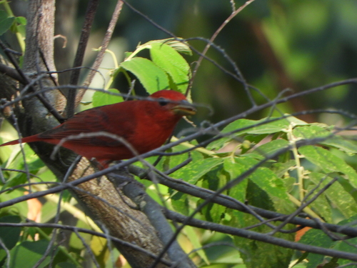 Summer Tanager