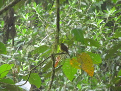 Myiophobus flavicans