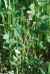 Erucaria hispanica