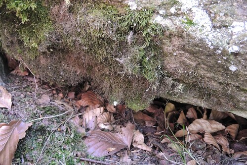 Heterocladium heteropterum observed 2026-04-24