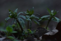 Ranunculus cassubicus