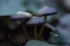 Mycena