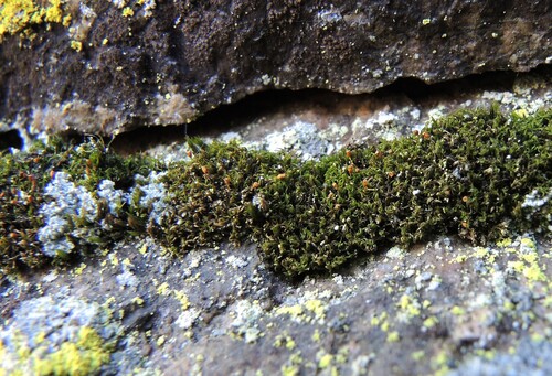 Rhabdoweisia fugax observed 2026-04-24