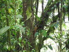 Xiphocolaptes promeropirhynchus