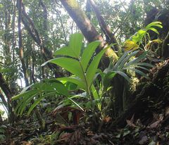 Roscheria melanochaetes