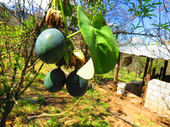 Passiflora ligularis