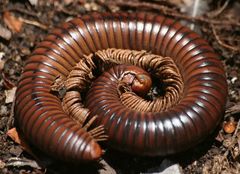 Sechelleptus seychellarum