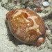 Map Cowrie - Photo (c) Franco Colnago, some rights reserved (CC BY-NC), uploaded by Franco Colnago