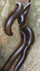 Sechelleptus seychellarum