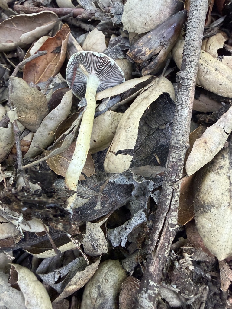 Leratiomyces percevalii