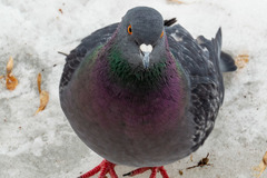 Columba livia domestica