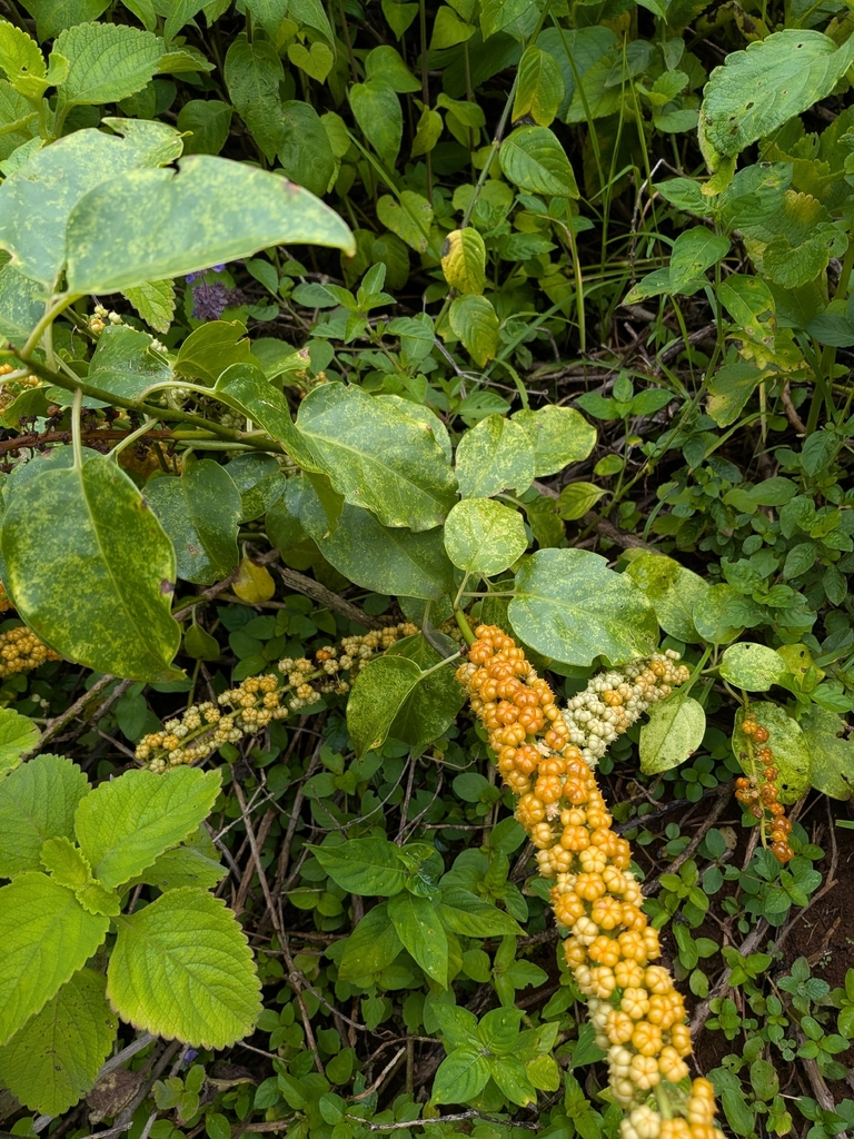 Phytolacca dodecandra L'Hér.