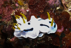 Chromodoris alcalai