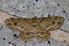 Ectropis bhurmitra