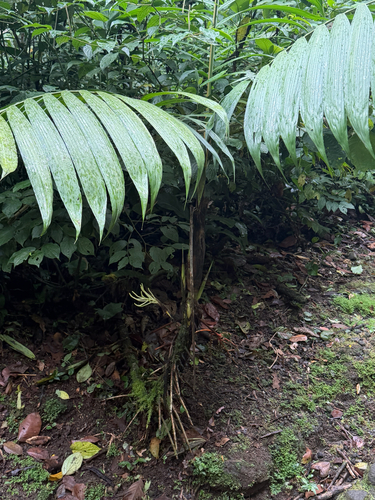 Chamaedorea tepejilote, photograph 6