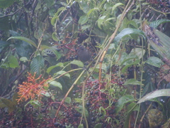 Chlorospingus semifuscus