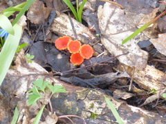 Microstoma protractum