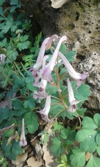 Corydalis triternata