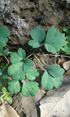 Corydalis triternata