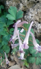 Corydalis triternata