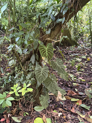 Philodendron verrucosum, photograph (c) Aaron Liston, some rights reserved (CC BY)