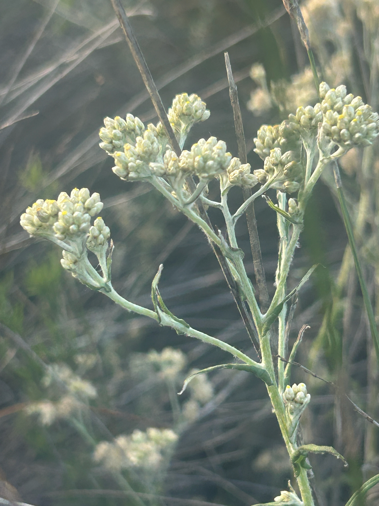 Flor de trapo