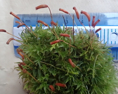 Atrichum selwynii