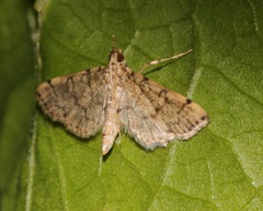 Lamprosema tampiusalis